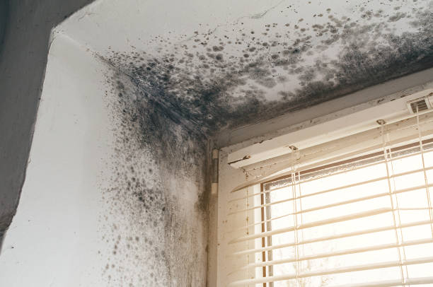 Affordable Mold Cleanup solutions in Raleigh, NC
